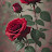 @سناءالشعار-ر9ج