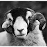 8FX0bz77E7g-channel-avatar-Hutchinson Photography - Agricultural Photos