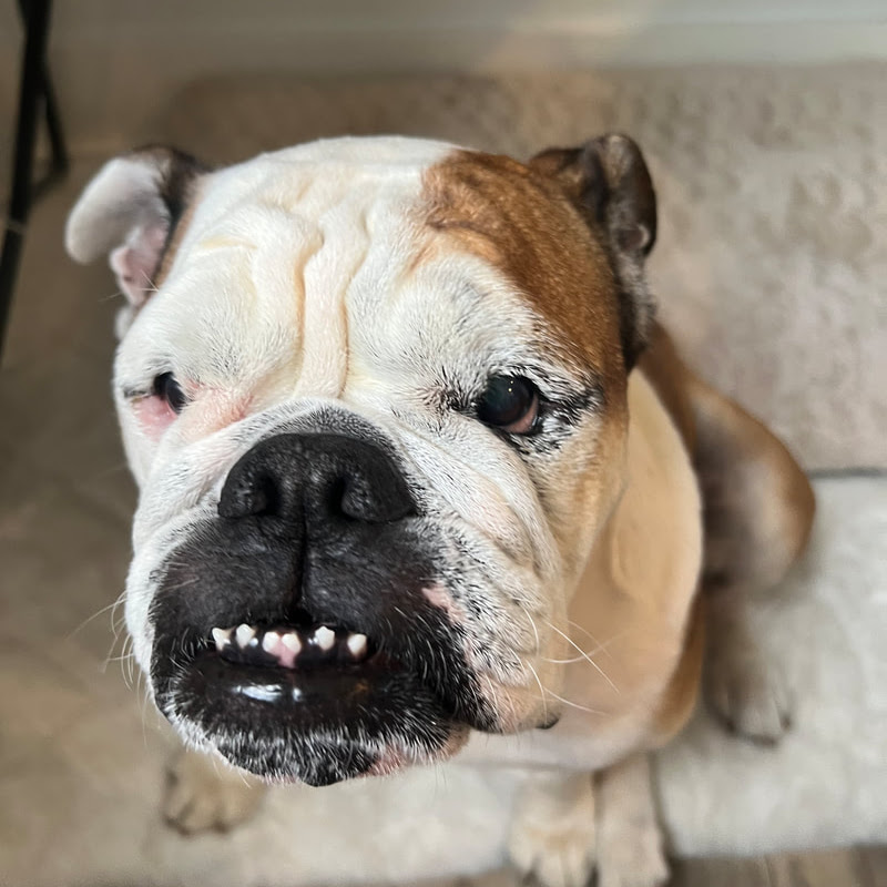 Pierre