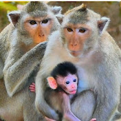 Emotional monkey
