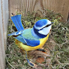 Live Wild Bird Nest Camera