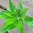 @Erigeron_annuus