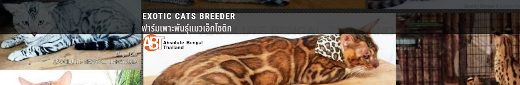 ABT.Bengals Bengal Cat Breeder YouTube channel avatar