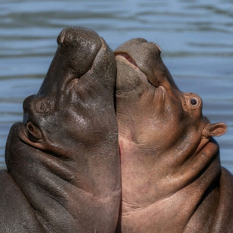 Record of hippopotamus Taro New living in Japan YouTubeチャンネル画像
