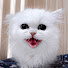 TjwrlRZ2dVM-channel-avatar-サウナ猫しきじ
