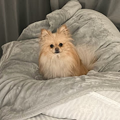 ぺんぴのチャンネルの飼い主