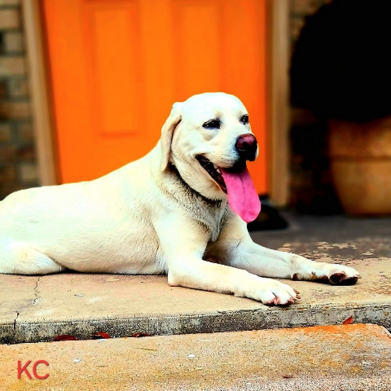 Life With a Lab & More