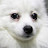 @솜뭉치멍뭉이