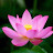@زهرةاللوتس-ه1غ5م