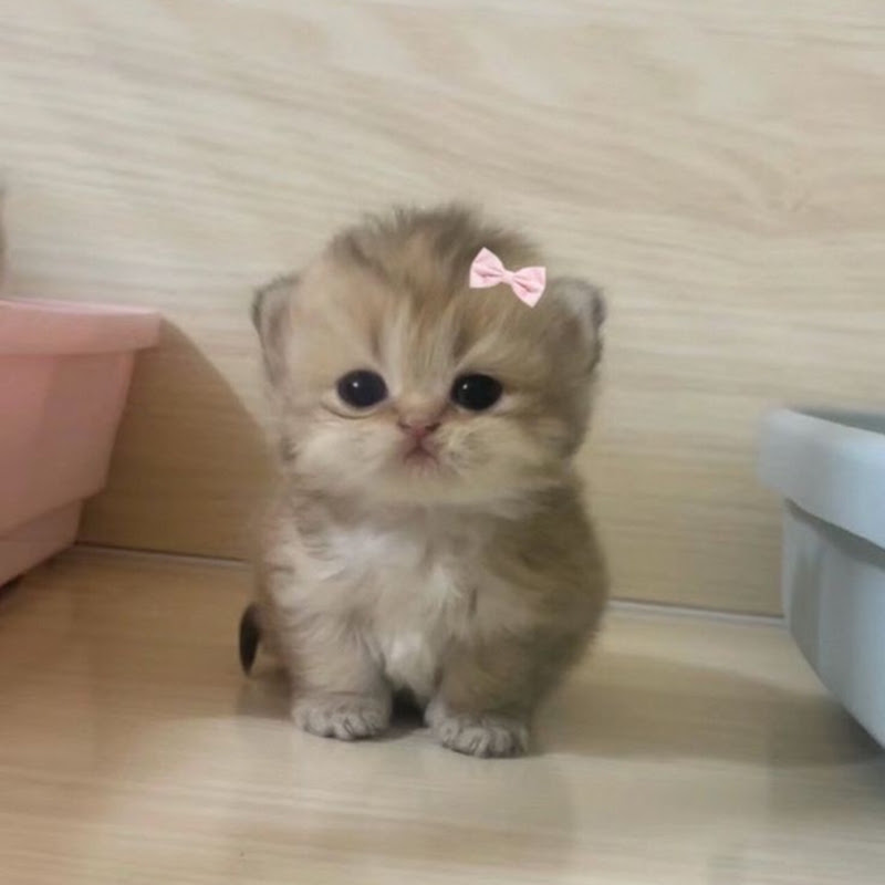 귀여운 🩷🐾