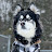 Levi the Husky