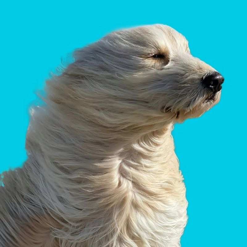 Rocky The Sicilian Mutt