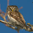 VHO9TFJ9SOg-channel-avatar-BIRDS _AND_ANIMAL_LOVER
