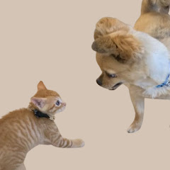 さくらと茶々丸