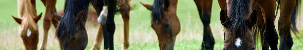 Bianca Horse YouTube-Kanal-Avatar