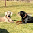 Doberman, Weimaraner and Fat Cat