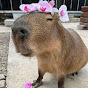 Capybary