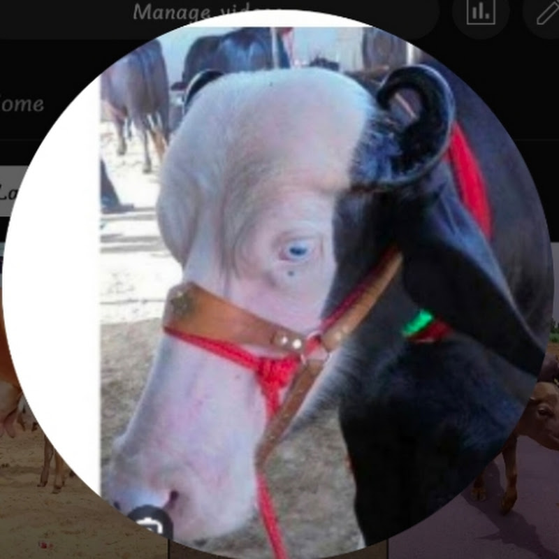 Buffelo lover 👑😍