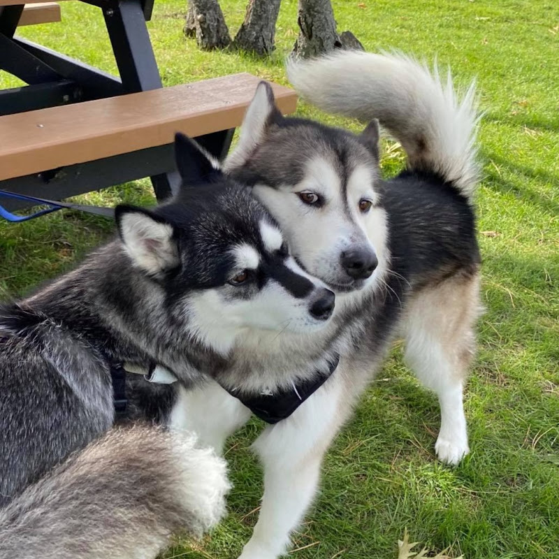 Two Dogs in Love