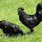 @KarinkozhiKPFARM Avatar