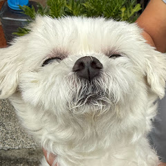 zhyアイコン画像