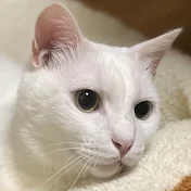 吾輩はシロである