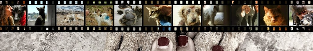 The Orphan Pet YouTube-Kanal-Avatar