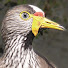 aov1T3s1xE8-channel-avatar-Birdfun