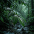 mObSln-cTMI-channel-avatar-Rhythm of the Forest