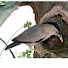 yiAYgCgK1bI-channel-avatar-Birds in Babies  