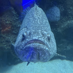 Simon