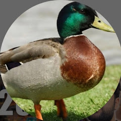 Ducky DuckyBhai net worth