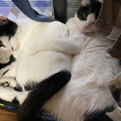 アーサー・めい