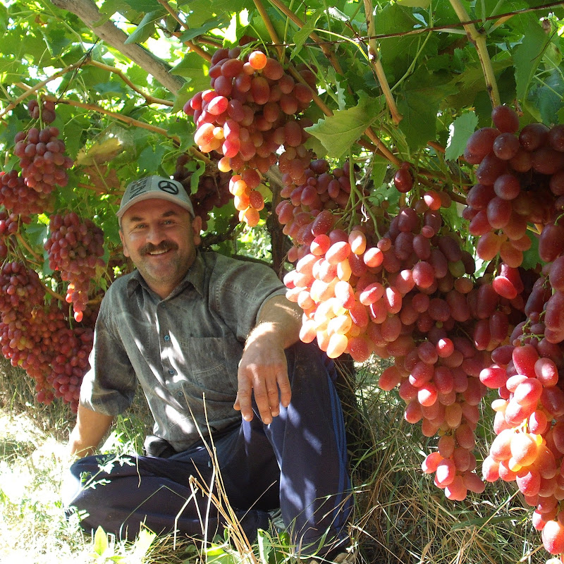 VINOGRAD SERVIS Logo