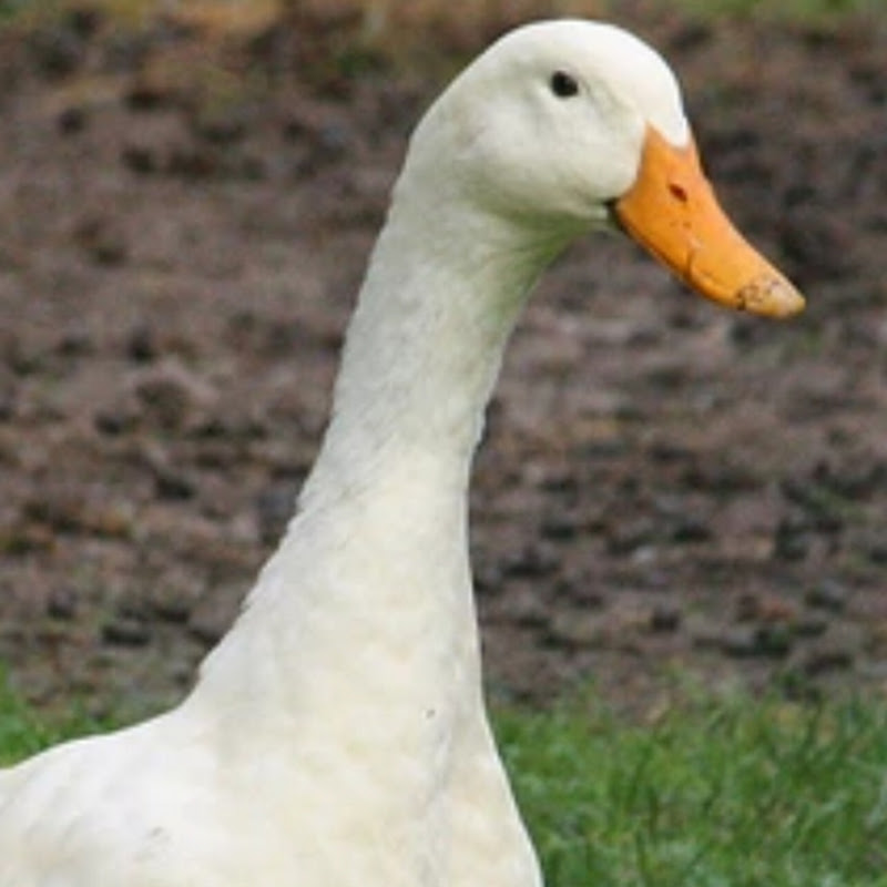 Duck