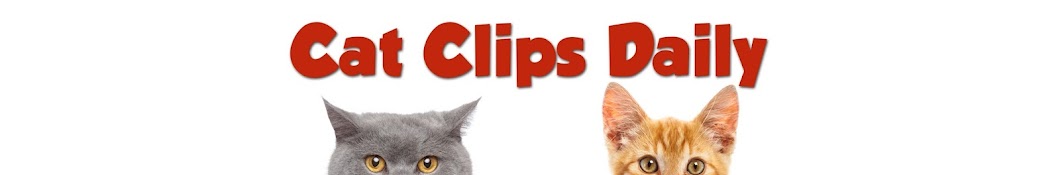 Cat Clips Daily Аватар канала YouTube