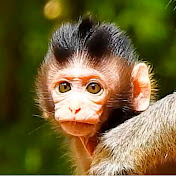 Cute Macaque