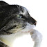 OKj91cTnXwM-channel-avatar-Dr.bubba2