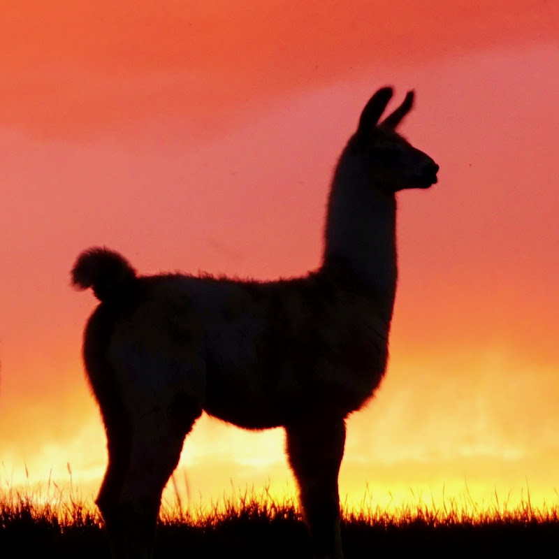 PachaLama Soundscapes