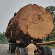 Big Wood Tree