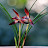@cymbidium_1818