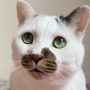 元野良猫たてちゃんねる