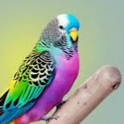 Animals and budgies, breeding and care