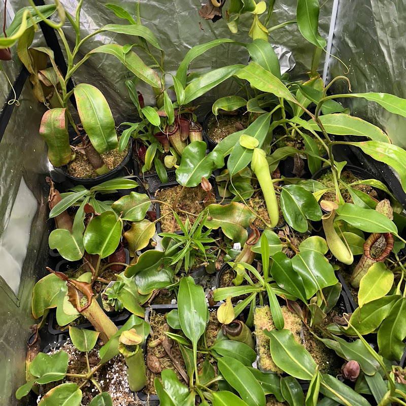 Carnivorous Plant Help