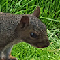 City Squirrels logo