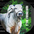 qlY8VX2DUMY-channel-avatar-HARI ONGOLE BULLS
