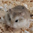 @charliethehamster996