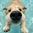 -4w6bjJDN4U-channel-avatar-Funny And Cute Dog's Life