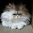 @lhlim2041a