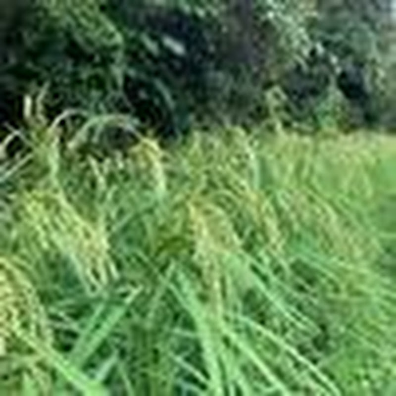 贵州小阿辉土特产